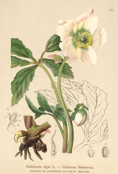 Christrose (Helleborus niger) von German School