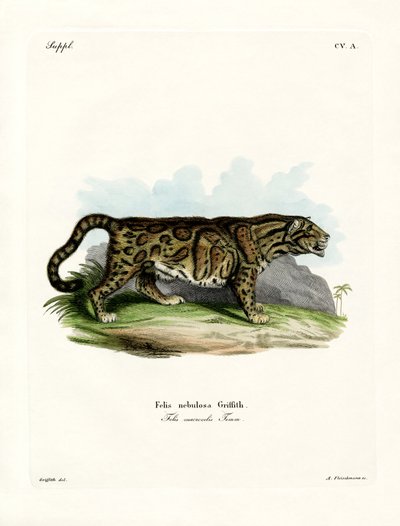 Nebelparder von German School