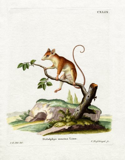 Gewöhnliches Mausopossum von German School