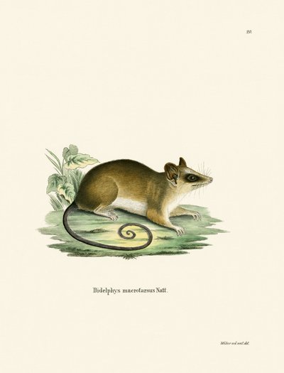 Gemeines Mausopossum von German School