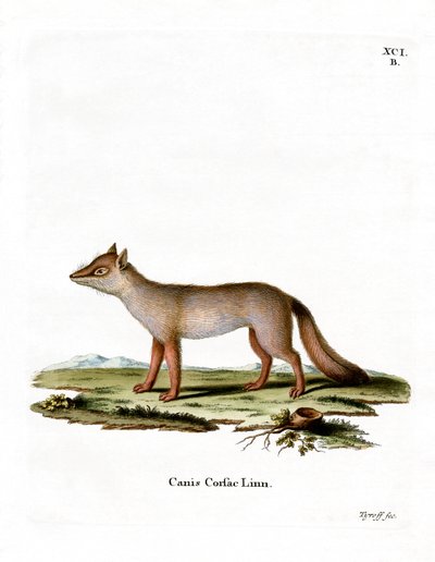 Korsakfuchs von German School