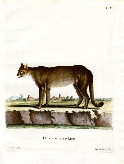 Puma von German School