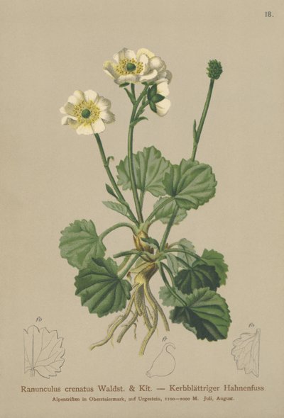 Gekerbter Hahnenfuß (Ranunculus crenatus) von German School