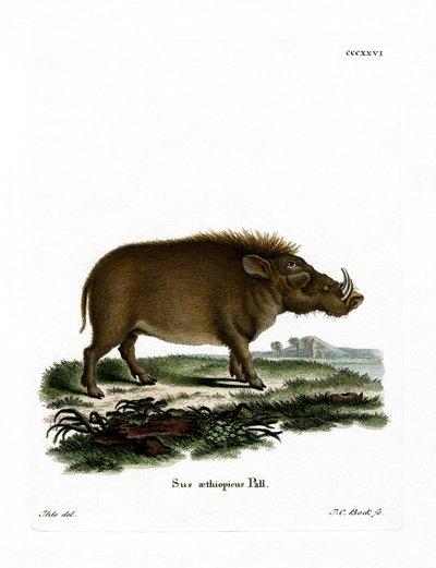Wüstenwarzenschwein von German School