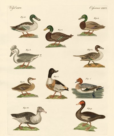 Verschiedene Arten von Enten von German School