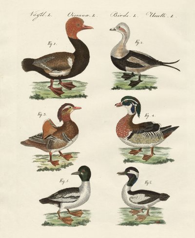 Verschiedene Arten von Enten von German School