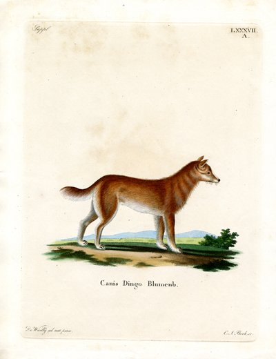 Dingo von German School