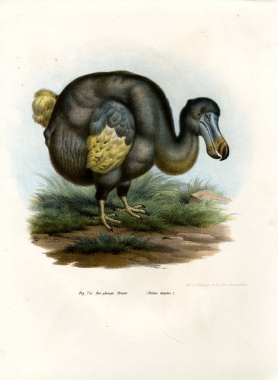 Dodo, 1864 von German School
