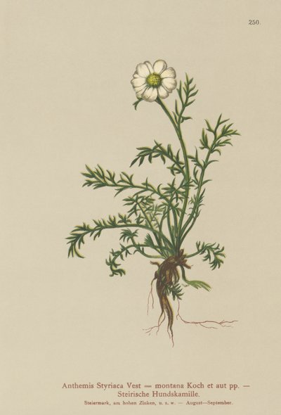 Hundskamille von German School