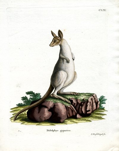 Östliches Graues Känguru von German School