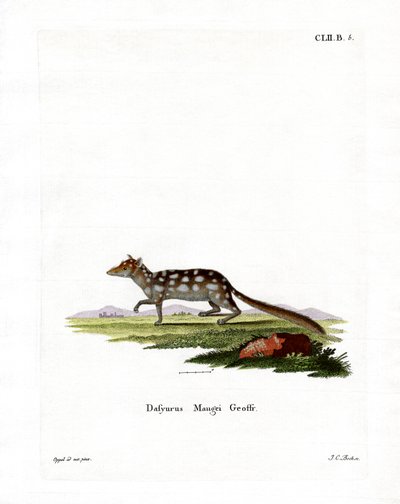 Östlicher Quoll von German School