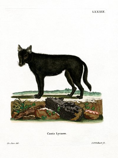 Östlicher Timberwolf von German School