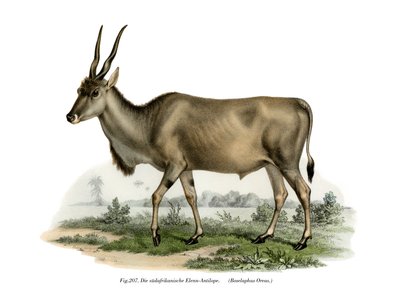 Eland, 1860 von German School