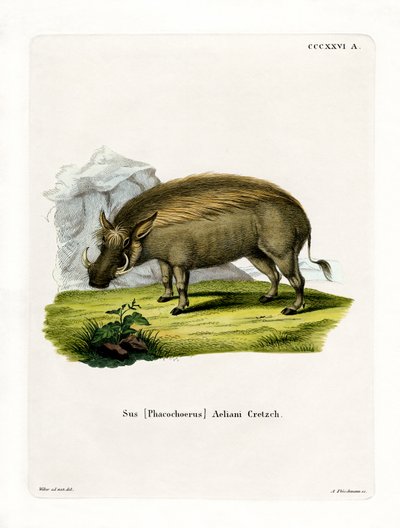 Eritreisches Warzenschwein von German School