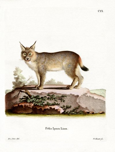 Eurasischer Luchs von German School