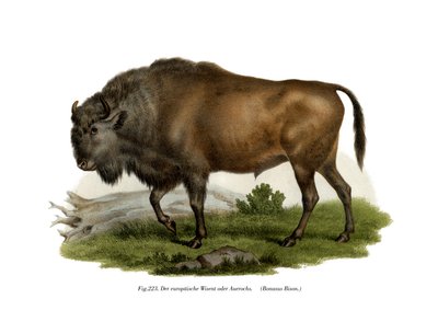 Europäischer Bison, 1860 von German School