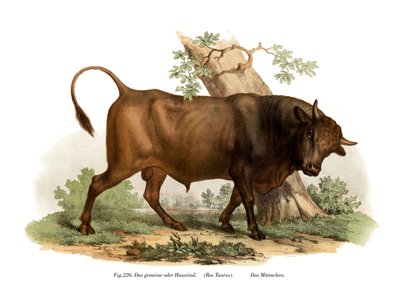 Europäisches Rind, 1860 von German School