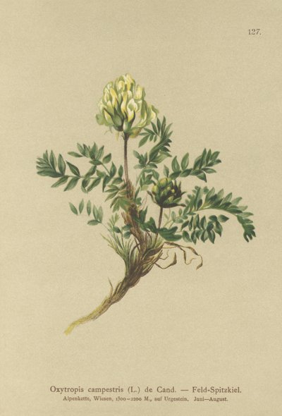 Feld-Locoweed von German School