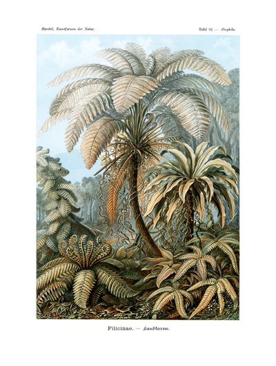 Filicinae von German School