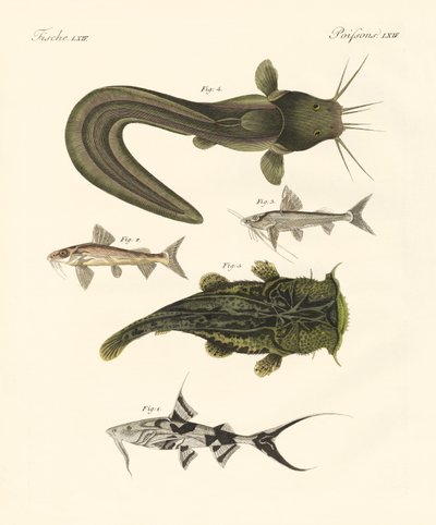 Fische aus Bengalen von German School