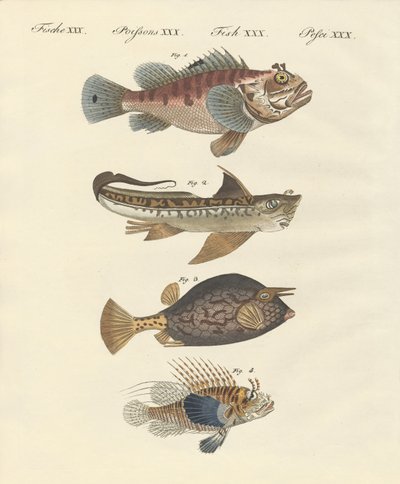 Fisch mit seltsamer Form von German School