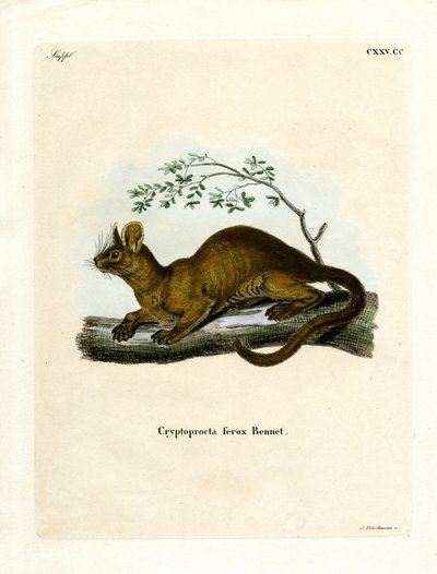 Fossa von German School