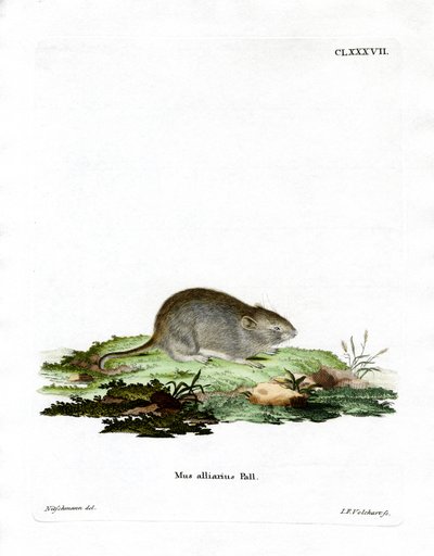 Knoblauchmaus von German School