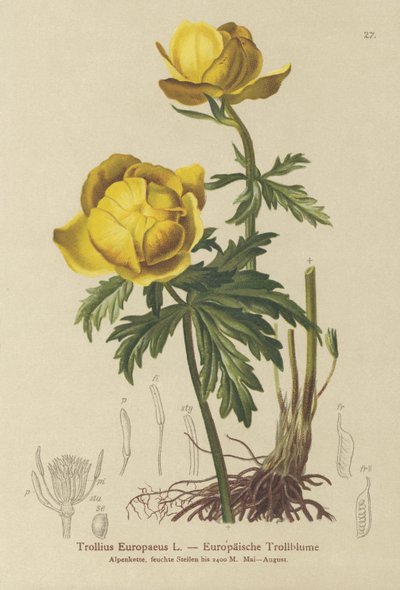 Trollblume (Trollius Europaeus) von German School