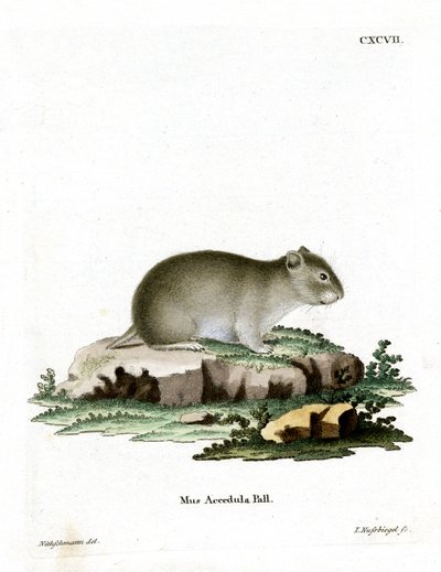 Grauer Zwerghamster von German School