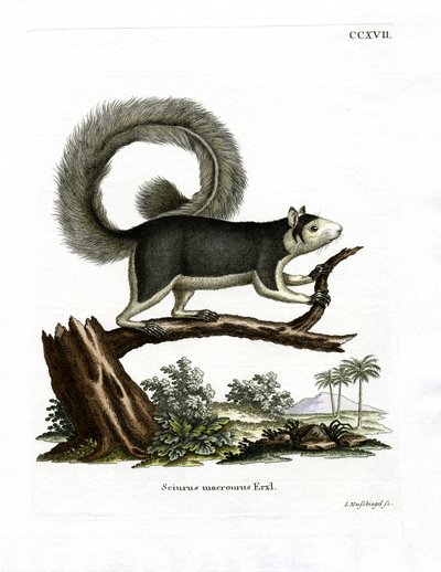 Graues Rieseneichhörnchen von German School