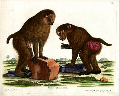 Guinea-Pavian von German School