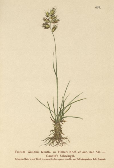 Hallers Schwingel (Festuca Gaudini, Festuca Hallerie) von German School