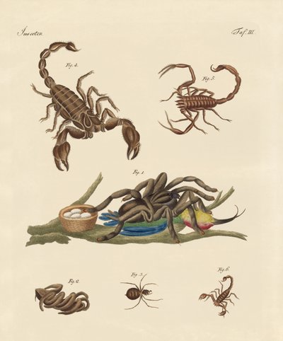 Schädliche Insekten aus heißen Ländern von German School