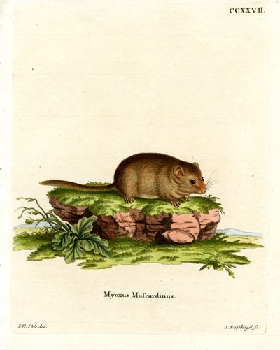 Haselmaus von German School