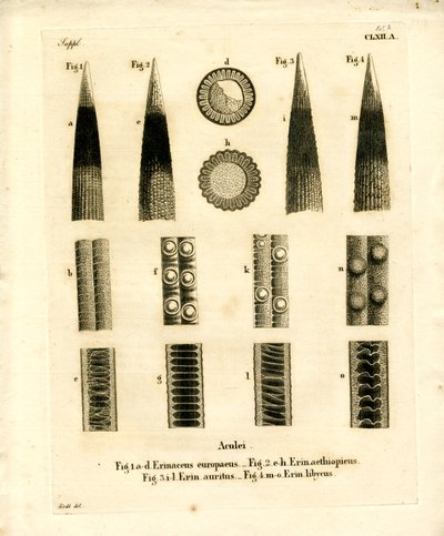 Igelstacheln von German School