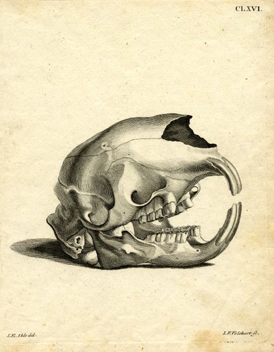 Hyrax-Schädel von German School