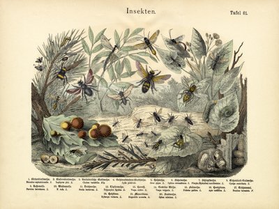 Insekten, ca. 1860 von German School