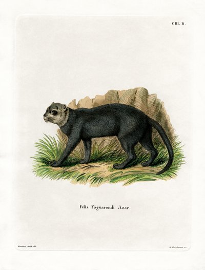 Jaguarundi von German School