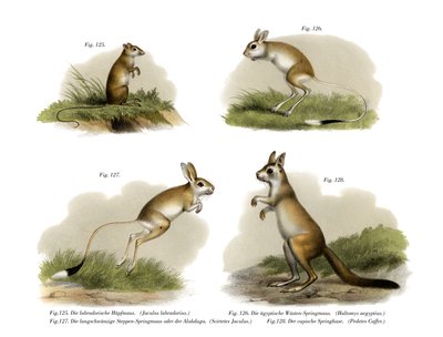 Springmaus von German School