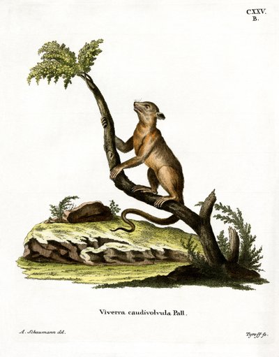 Kinkajou von German School
