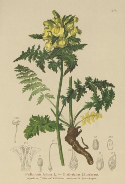 Blattreiches Läusekraut (Pedicularis foliosa) von German School