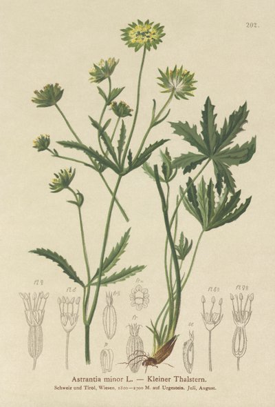 Kleine Sterndolde (Astrantia minor) von German School