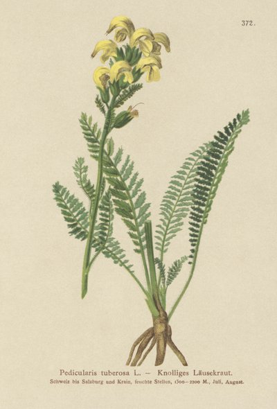 Langschnäbeliges Gelbes Läusekraut (Pedicularis tuberosa) von German School