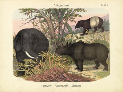 Säugetiere, um 1860 von German School