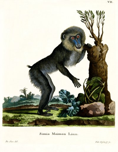 Mandrill von German School