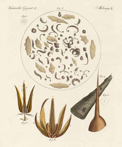 Mikroskopische Objekte von German School