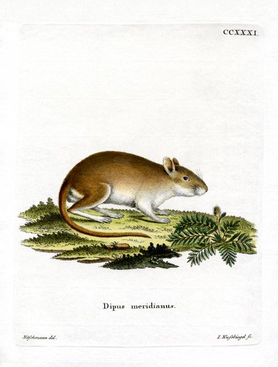 Mittagsrennmaus von German School