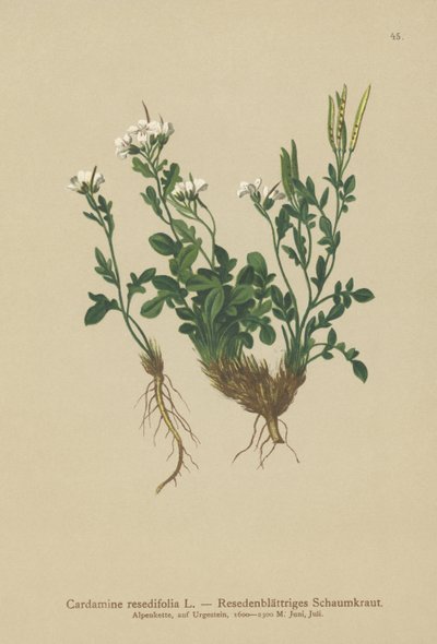 Resedablättrige Bitterkresse (Cardamine resedifolia, Arabis bellidioides, Cardamine heterophylla) von German School