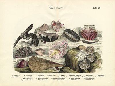 Weichtiere, um 1860 von German School