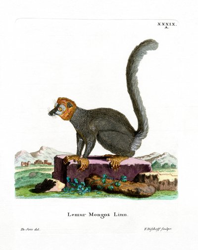 Mungo-Lemur von German School